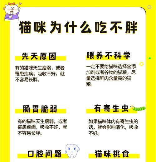 猫咪不食湿粮是否属于异常?
