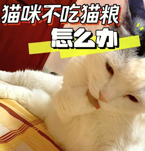 猫咪长期拒食猫粮会怎样?多久可能致命?