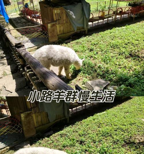 羊驼误入羊群该如何处理?它们能和谐相处吗?