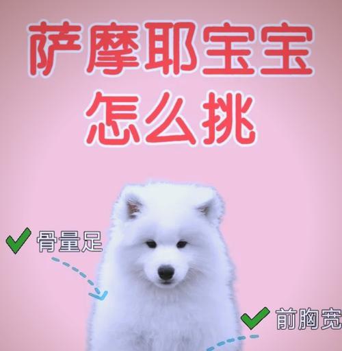 小萨摩耶能吃猫粮吗?如何正确喂养小萨摩耶?