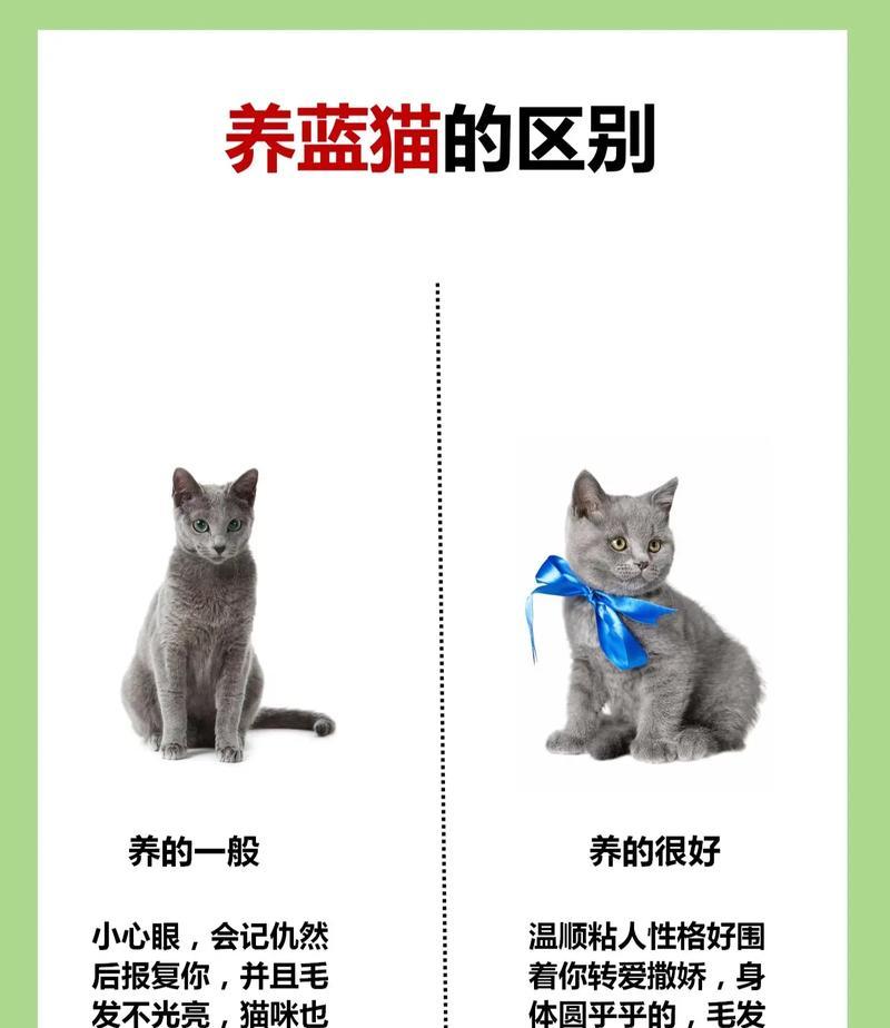 蓝猫只吃猫粮是否健康?正确的喂养方式是什么?