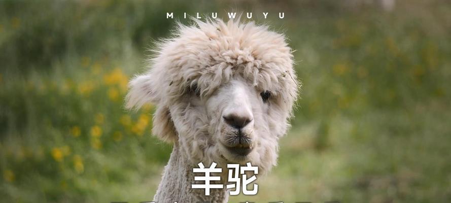 羊驼喷射的最佳选择是什么?