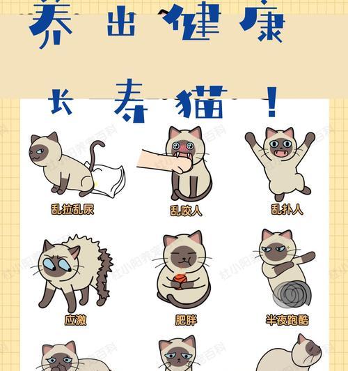 如何纠正小猫玩弄猫粮的坏习惯？