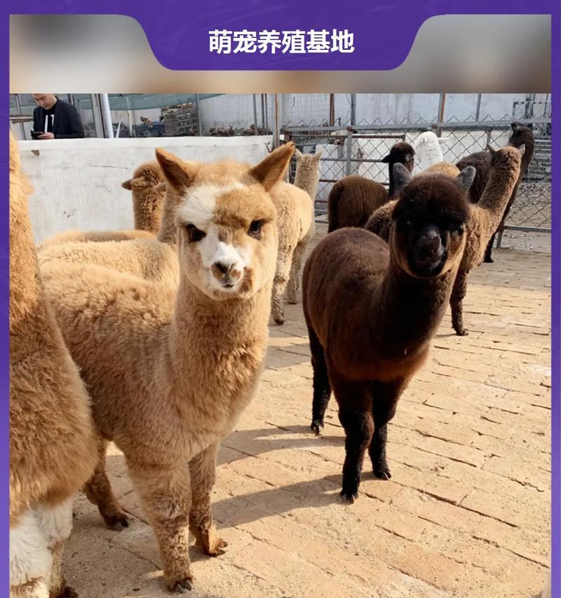 哪些羊驼品种不爱吃草?