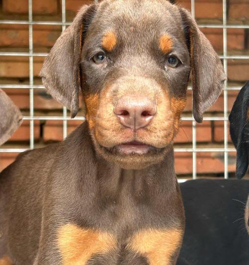 杜宾幼犬的理想狗粮选择?如何喂养?