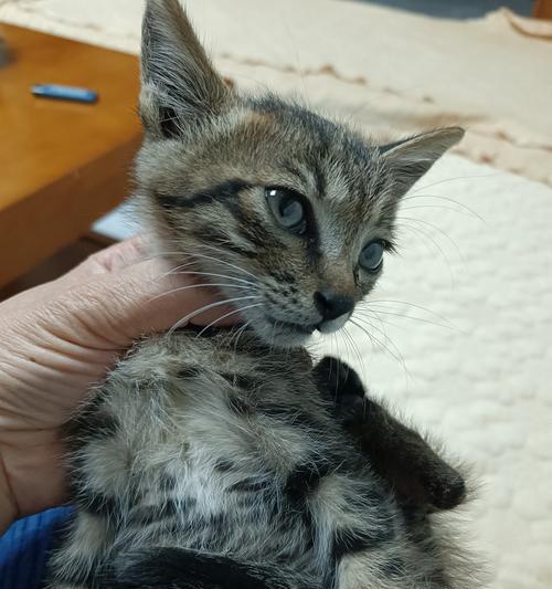 小奶猫吃猫粮不增重是什么原因？