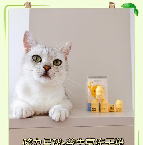 猫咪离家不吃粮?如何解决?