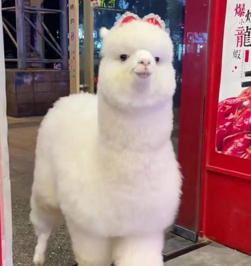 抓娃娃大羊驼怎么抓才好看？有哪些技巧？
