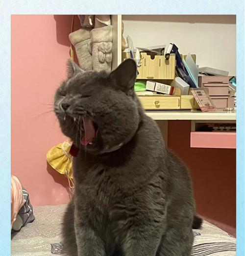 蓝猫吃猫粮时发出的声音有何特点?