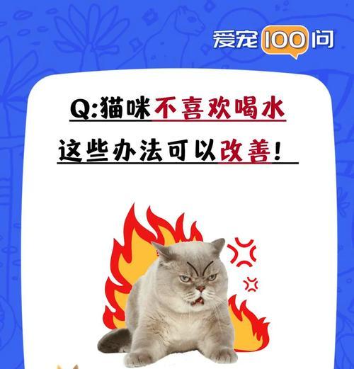 猫吃猫粮干了老喝水怎么办?如何调整饮食习惯?