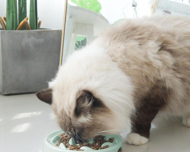 猫吃完猫粮舔碗是正常行为吗?