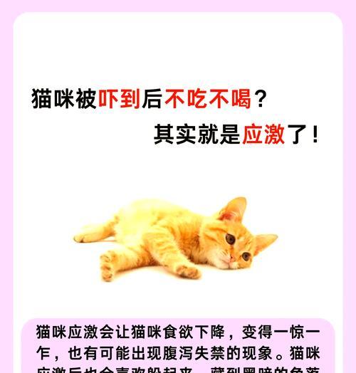 猫偷吃猫粮后可能出现哪些反应症状?