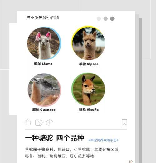 羊驼排泄物臭味如何处理?有哪些有效的方法?