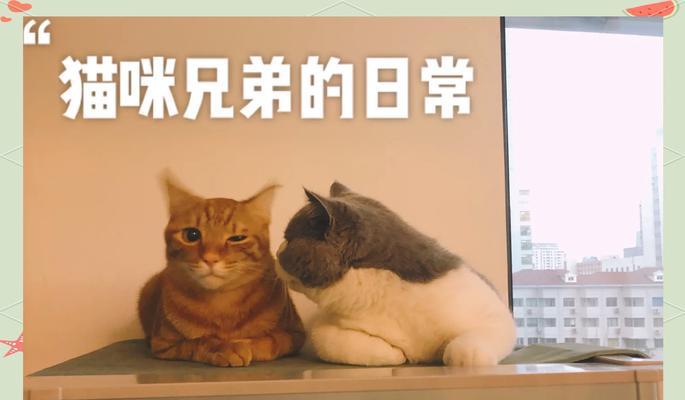 两只猫共享猫粮时倒放怎么解决?如何公平分配?