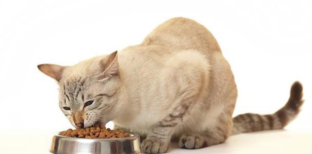 猫眯着眼看猫粮是什么意思?这种行为代表什么?