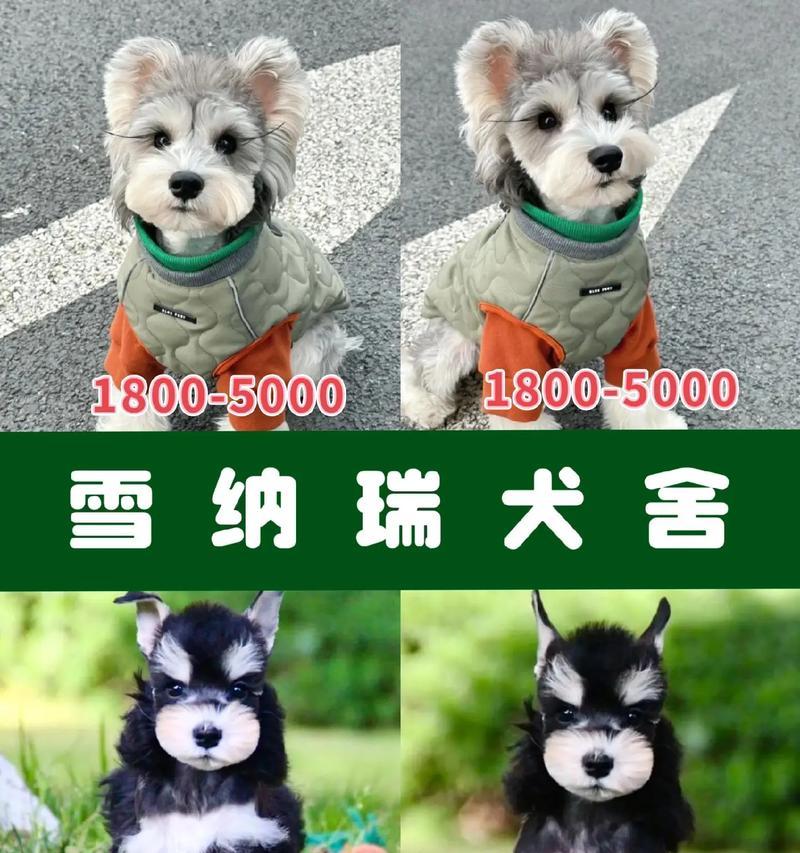 临朐宠物店雪纳瑞的售价是多少?
