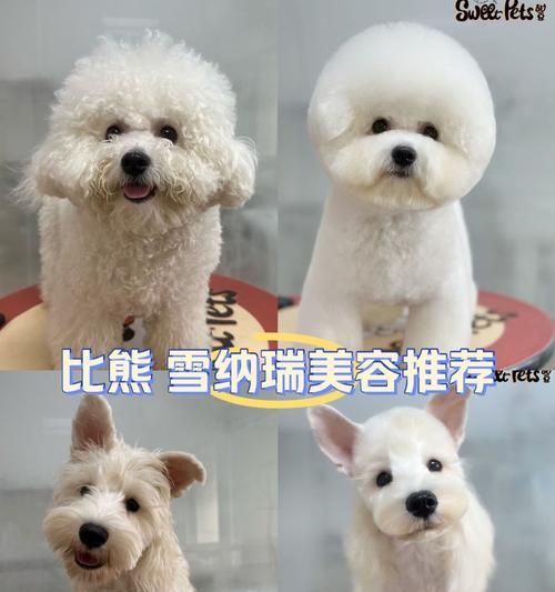 雪纳瑞和比熊配种价格是多少？如何确保幼崽健康？