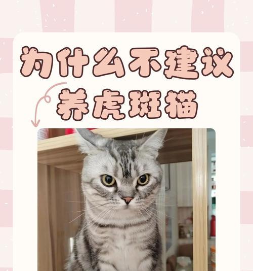 小虎斑不吃猫粮正常吗?原因是什么?