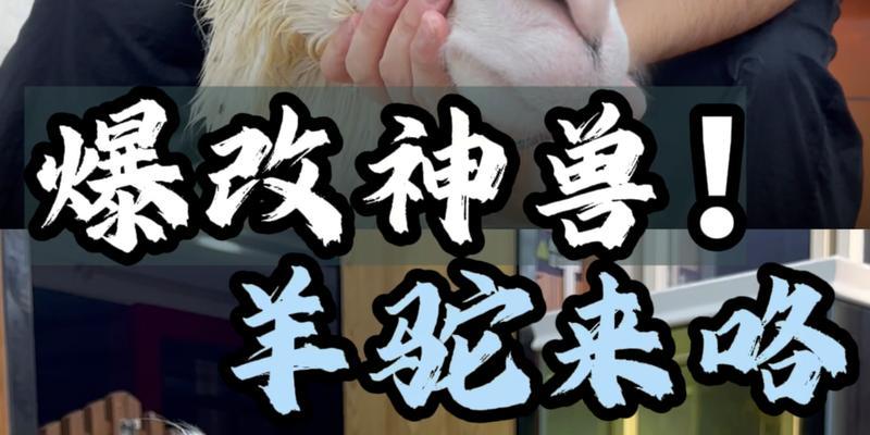 独角羊驼是什么?为何被称为概率神?