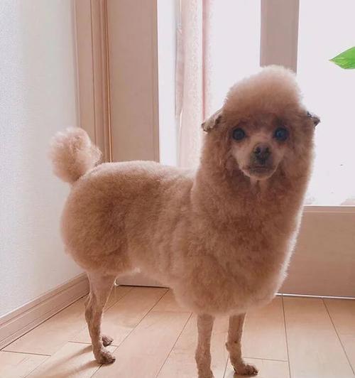 像羊驼的贵宾是什么品种的狗?它们有什么特点?