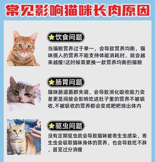 猫在黑暗中能否看见猫粮？原因是什么？