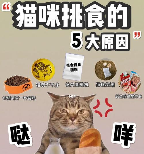 猫咪不想买猫粮怎么办?如何解决猫咪挑食问题?