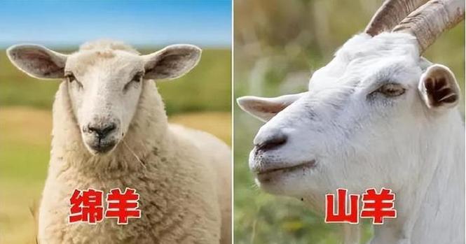 为何选择养樱花羊驼而非黑鼻羊?养羊驼有哪些好处?