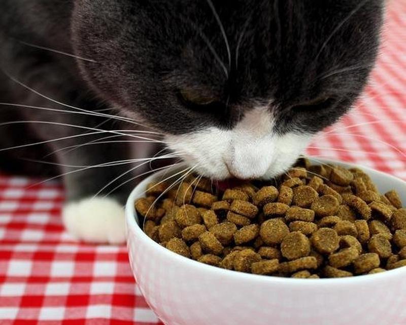 宠物猫等待吃猫粮会怎么样?长时间等待对猫咪有何影响?