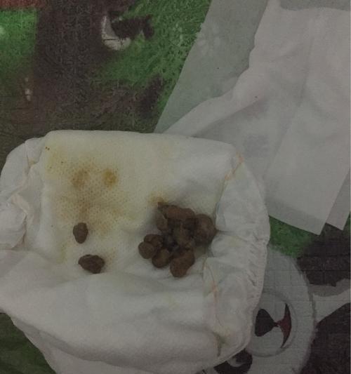 拉羊驼屎时应该注意哪些事项?如何正确处理羊驼的排泄物?