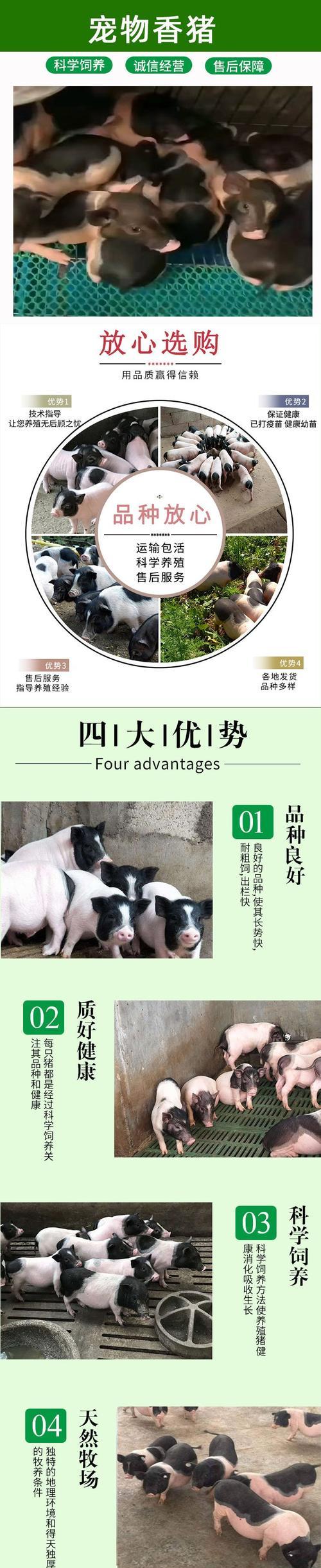猪当宠物养会咬人吗?养猪作为宠物的利弊是什么?