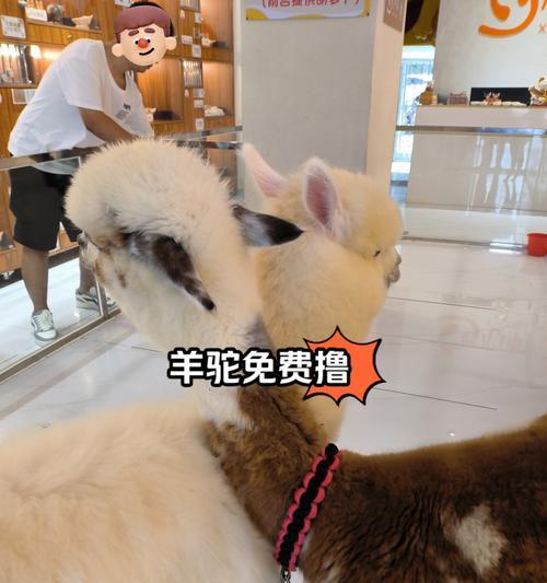 广州哪里有卖羊驼的商场?羊驼店的名称是什么?