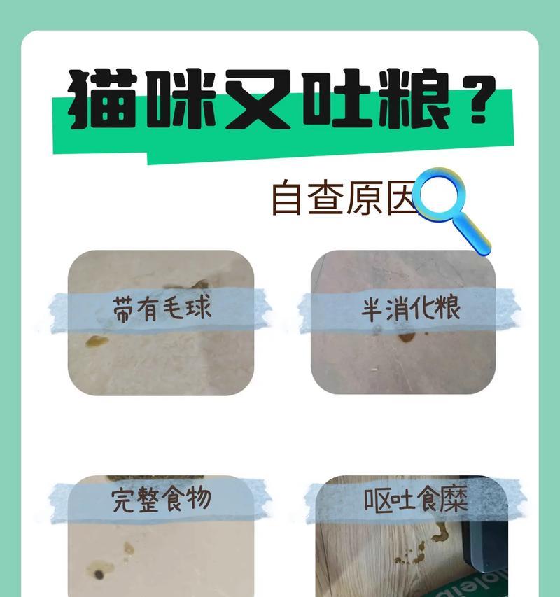 小猫呕吐黄色物质并带有猫粮，原因何在？