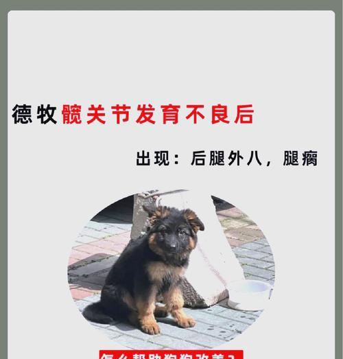 德牧髋骨置换多少钱啊一次?这个手术的费用是多少?