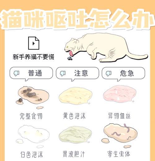 猫吃猫粮突然反胃想吐怎么办?如何处理这种情况?