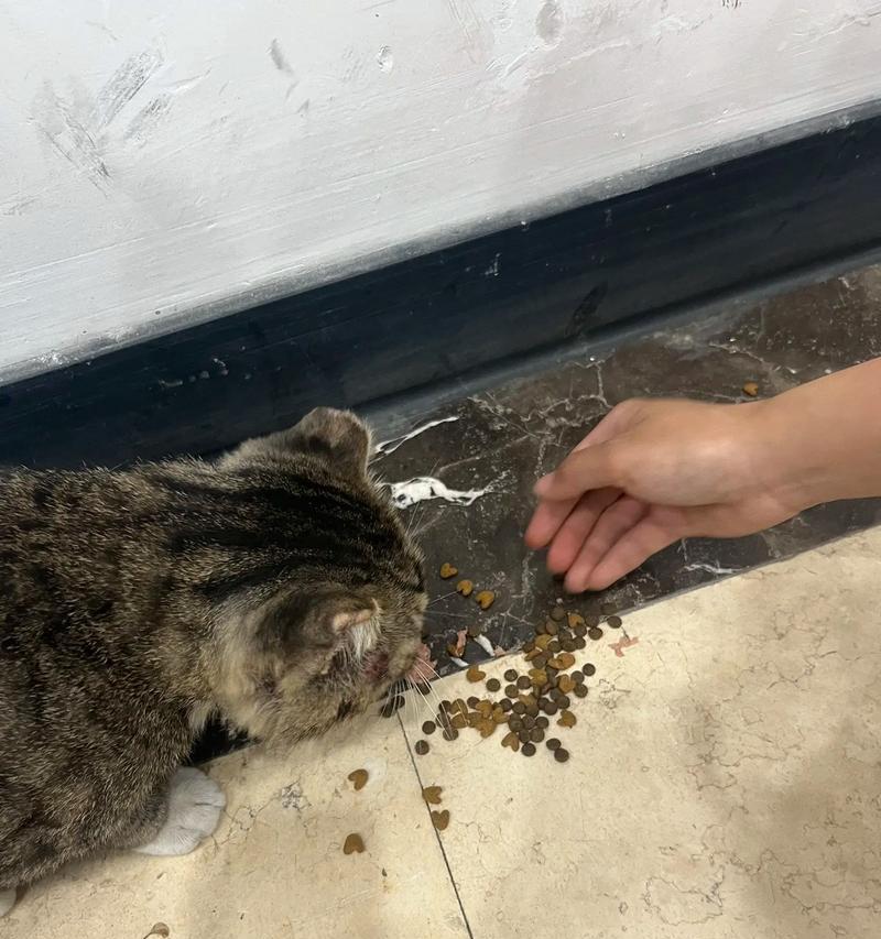 流浪猫向小伙要吃猫粮怎么办?如何正确喂食流浪猫?