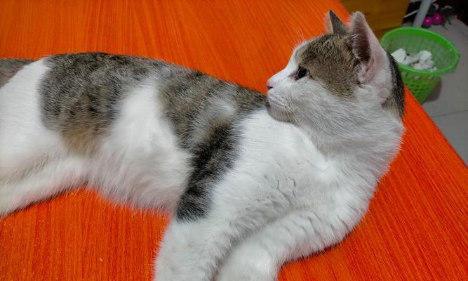 金狮猫是如何吸食猫粮的味道的?这样做对它们有什么好处?