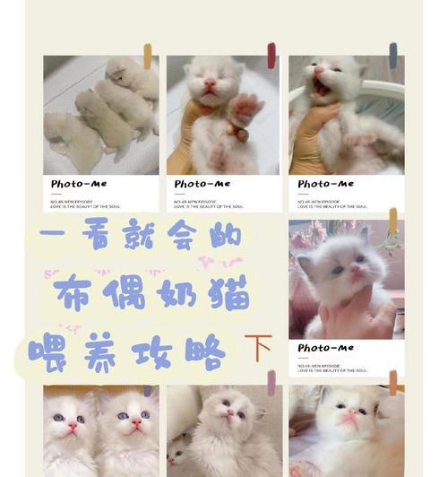布偶猫把猫粮当作粪便怎么办?如何纠正这一行为?