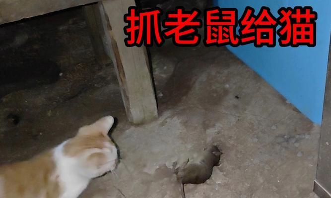 老鼠吃猫粮被猫叼走会怎样?猫粮对老鼠有什么影响?