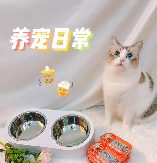 装猫粮的小碗怎么打开?使用时有哪些小技巧?