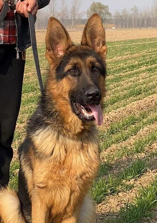 警犬德牧身高多少米长?德牧犬的标准体型是怎样的?