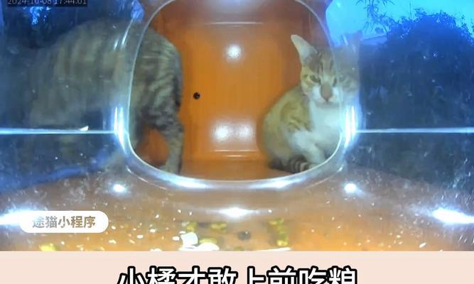 菊猫只吃猫粮会有什么后果?是否会导致死亡?