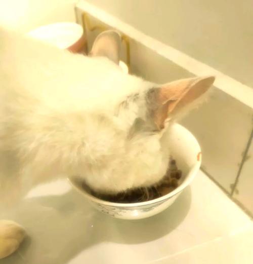 泡水后猫粮呈现糊状是什么原因?是否正常?