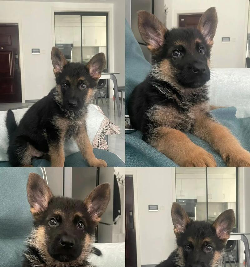 德牧幼犬的价格是多少?购买时应注意哪些事项?