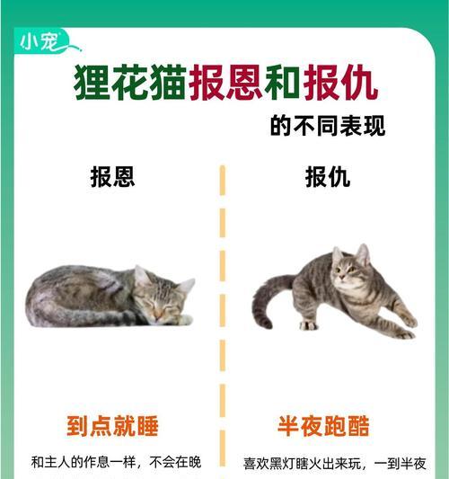 狸花猫偏爱猫条不吃猫粮是为什么?如何改善?