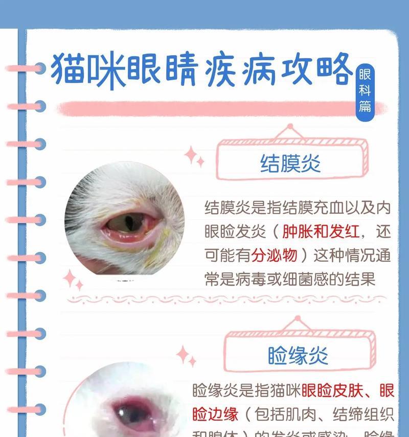 猫吃了猫粮红眼屎多怎么回事?可能是哪些原因导致的?
