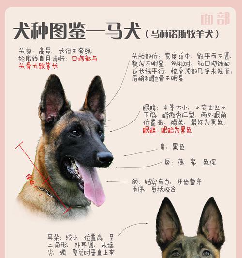 马尔斯德牧拍卖起价是多少?参与拍卖需注意哪些事项?