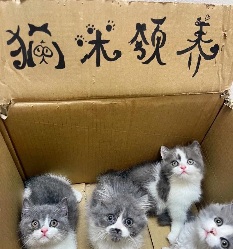灰白蓝猫适合哪种猫粮?
