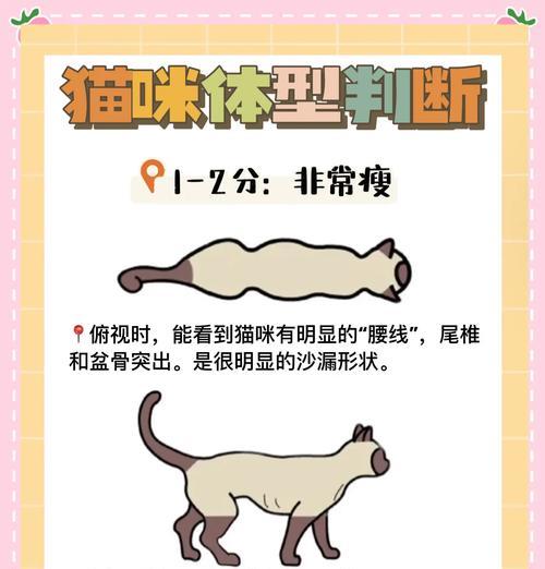 猫吃猫粮屁股瘦了怎么办?猫屁股瘦的原因是什么?