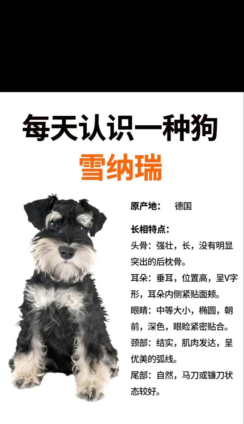 雪纳瑞每天应该喂多少零食?如何控制零食量?