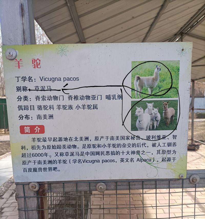 如何自制萌宠羊驼围栏?需要哪些材料和工具?